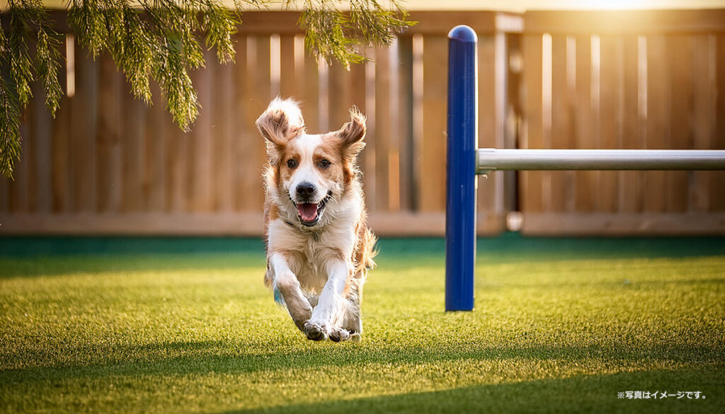 ドッグランを走る犬